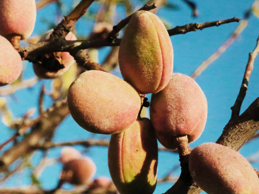 Madera de almendro para ahumado, ideal para aromatizar carnes y pescados en el kamado.