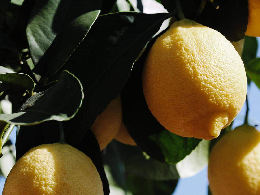 Madera de limonero para ahumado que aporta un toque fresco y cítrico.