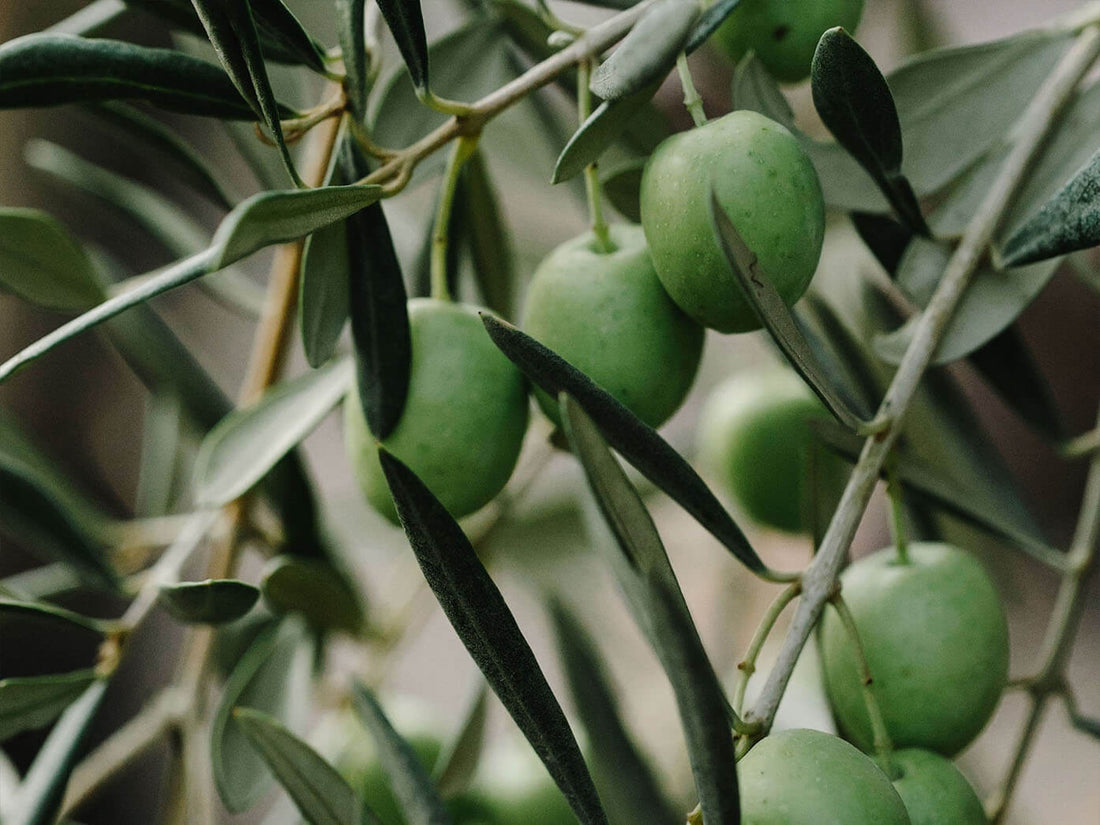 Madera de olivo para ahumado que aporta aromas mediterráneos al kamado.